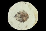 Miocene Fossil Leaf (Populus) - Augsburg, Germany #139445-1